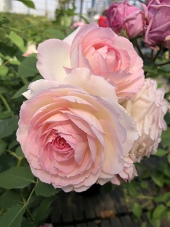 amourde lange201904 .jpg